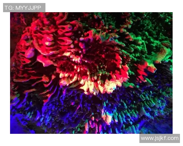 武汉攀岩队奋斗历程全景纪实展现团队精神与挑战自我之旅